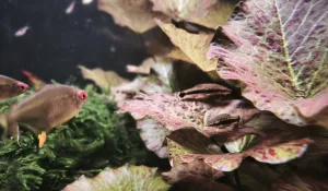 Jeden Otík momentálně zaostává vzadu....