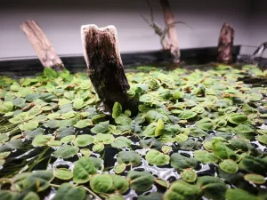 Muteň se začíná vrstvit