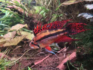 Deseticentimetrový samec