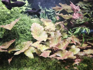 Leknín se po posledním zástřihu drží u dna