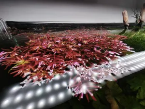 Rotala "Blood Red" před zástřihem