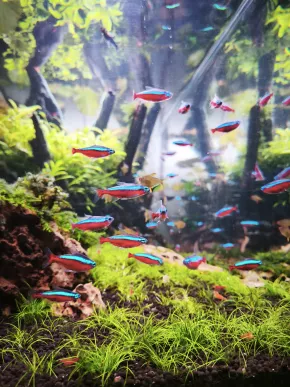 Paracheirodon axelrodi Paracheirodon axelrodi
