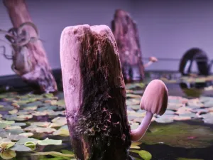 Mykologická expozice (Hnojník třpytivý a Bedla fialově zrnitá v pozadí)