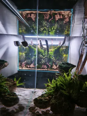 ADA Cube Garden 90-P hadr (zrcadlově zmenšené 120-P při pohledu skrz Zubíkovo hájemství)