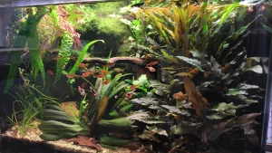 Update - lava strana dosadeny eleocharis Update - lava strana dosadeny eleocharis