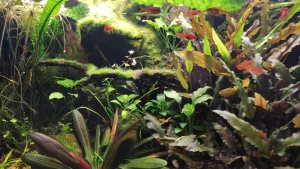 Korene su skoro celé pokryté riasou, krása :)