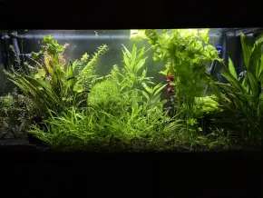 HF