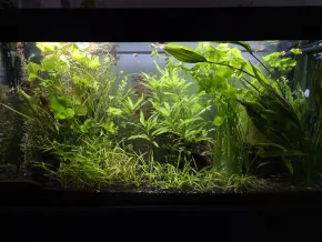 HF
