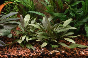 Cryptocoryne petchii pink