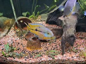 Hypsophrys nicaraguensis Hypsophrys nicaraguensis