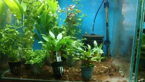 pár nových Cryptocoryn, Echinodory, Ludwigie, Bacopa ... nic náročného :)