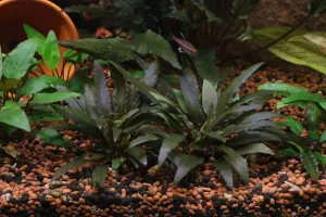 Cryptocoryne petchii