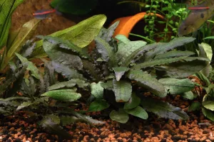 Cryptocoryne wendtii