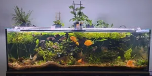 ... abych neukazoval je tu "vůni" kdy to je cool ... tady se už nedaří ... zbytky trpějících rostlin