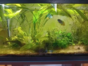 HF