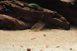 Corydoras Sterbai