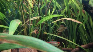 Tetra diamantová Tetra diamantová
