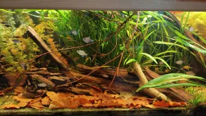 Jesenná výzdoba, lôžko z lístia ryby milujú