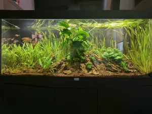 Prostřihnutí a odstranění s předních částí Vallisneria