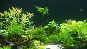 Anubias barteri 'Mini 6.9 - Stav růstu