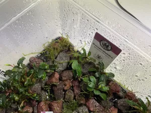 Bucephalandra Brownie Phoenix