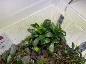 Bucephalandra Wavy Green