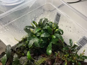 Bucephalandra Green Wavy