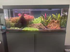 HF HF