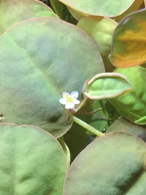 Phyllanthus fluitans květ