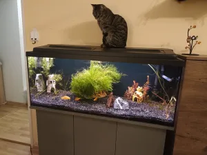 Znovuzaložení po vytečení akvária