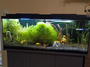 Pomalu se znovu rozrůstá