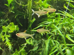 Nové rybky v nádrži - tetry citrónové