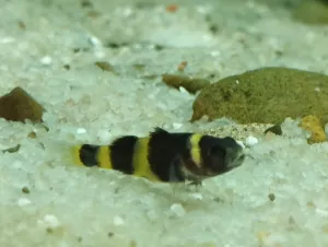 brachygobius doriae