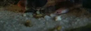 štíhloun moringua-škoda že v sladkovodnom akváriu nevydrží dlho.Vyžaduje brakickú vodu.