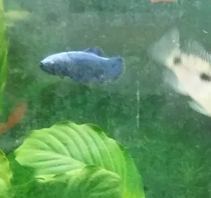 samec betty po ohryzení  plutiev od aphysemion scheeli.