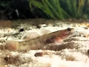 rhinogobius duospilus