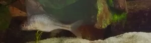 rhodeus sp. ocellatus pridaná z prietočného akvaria kde sa jej nedarilo