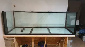 American Cichlids