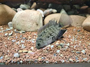 Montecristo cichlid - Oscura heterospila Montecristo cichlid - Oscura heterospila