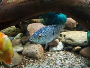 Herichthys carpintis Herichthys carpintis