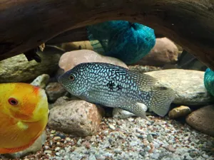 Herichthys carpintis Herichthys carpintis