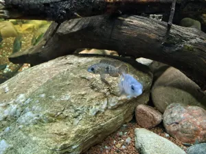 Aequidens rivulatus Aequidens rivulatus