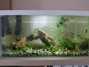 Společenské akvárium