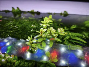 Ammania bonsai od Domass.33