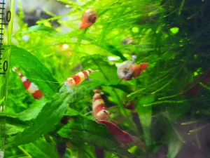 Caridina Crystal Red Next Generation