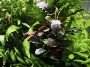Bucephalandra mini red