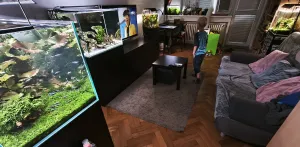 Tím malým vzadu na parapetu to předloni začalo...