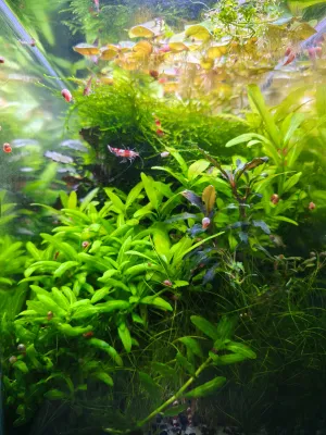 Bucephalandra Biblis Red začíná obrůstat novými listy