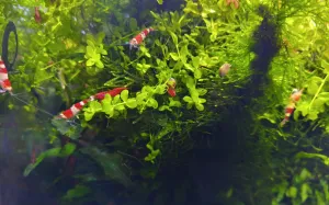 Přerostlé Monte Carlo