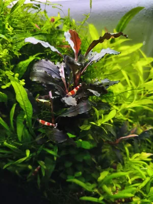 Bucephalandra mini red povyrostla
